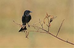 Black Drongo